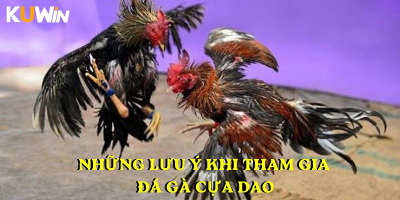 Những lưu ý khi tham gia đá gà cựa dao