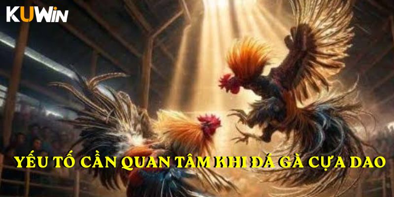 Những yếu tố được quan tâm khi Đá gà cựa dao