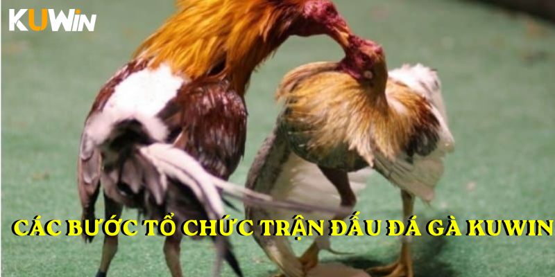 Các bước tổ chức trận đấu đá gà KUWIN
