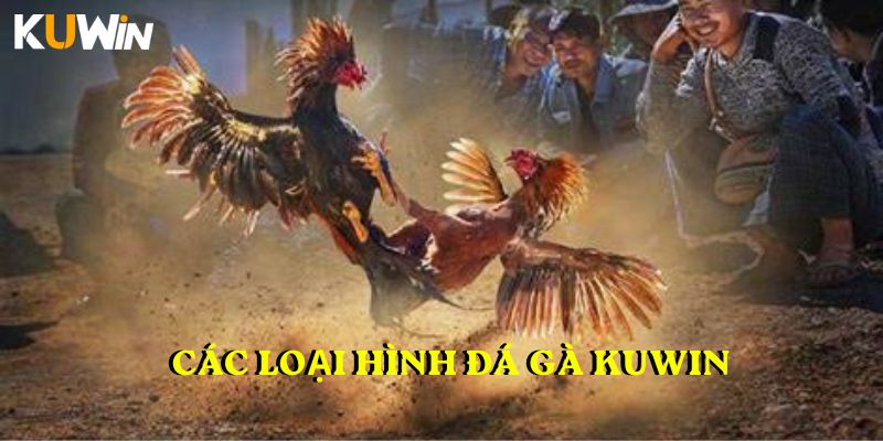 Các loại hình đá gà KUWIN