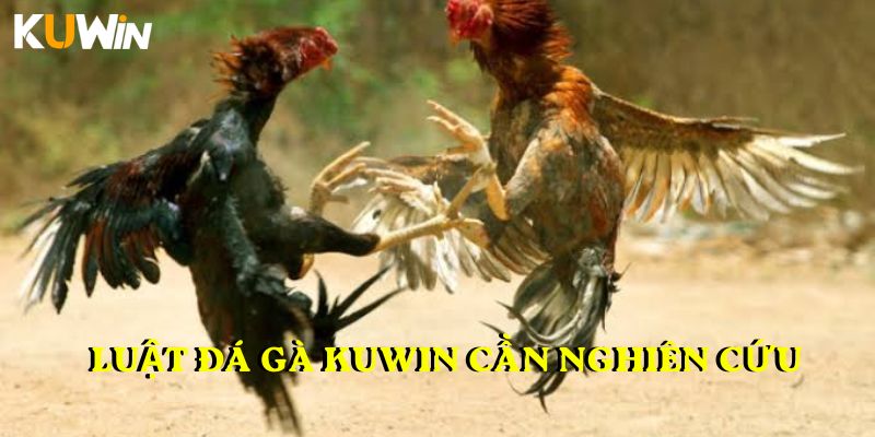 Luật đá gà KUWIN cần nghiên cứu
