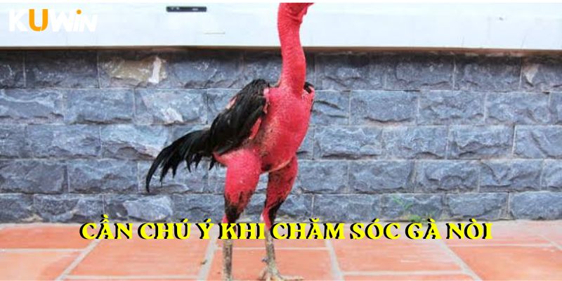 Cần chú ý khi chăm sóc gà nòi