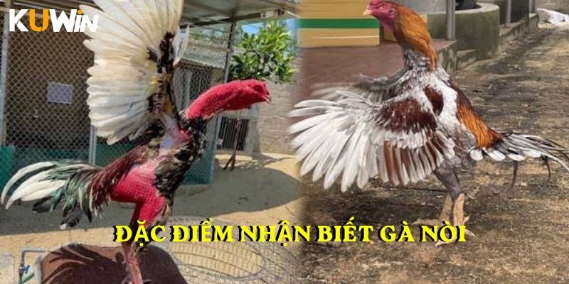 Đặc điểm nhận biết gà nòi