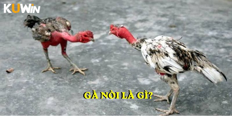 Gà nòi là gì?