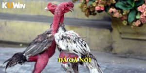 Đá gà nòi